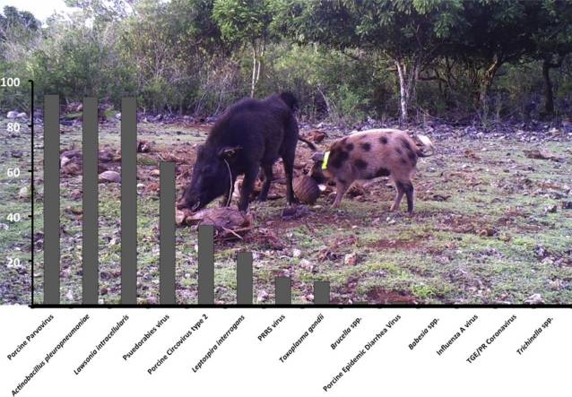 Survey for selected pathogens in wild pigs (Sus scrofa) from Guam, Marianna Islands, USA
