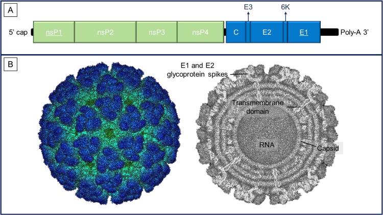Beyond Fever and Pain: Diagnostic Methods for Chikungunya Virus