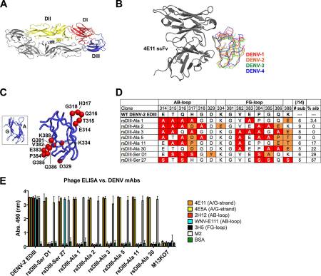 Engineered Dengue Virus Domain III Proteins Elicit Cross-Neutralizing Antibody Responses in Mice