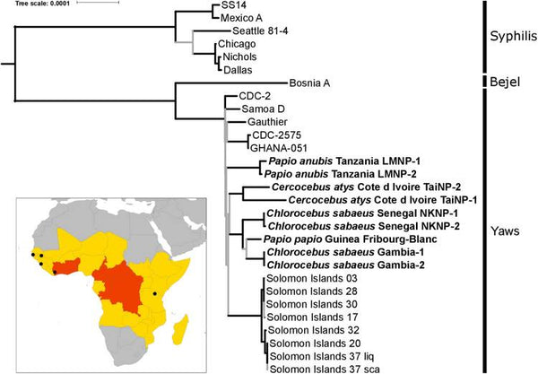 Nonhuman primates across sub-Saharan Africa are infected with the yaws bacterium Treponema pallidum subsp. pertenue