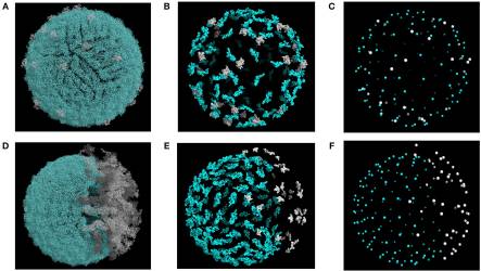 Molecular Simulations Reveal the Role of Antibody Fine Specificity and Viral Maturation State on Antibody-Dependent Enhancement of Infection in Dengue Virus