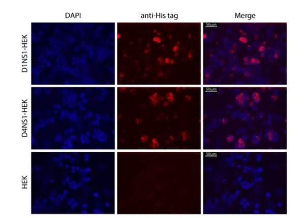 Generation of monoclonal antibodies against native viral proteins using antigen-expressing mammalian cells for mouse immunization