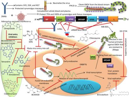 Advances in Designing and Developing Vaccines, Drugs, and Therapies to Counter Ebola Virus