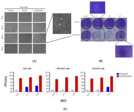 Higher Cytopathic Effects of a Zika Virus Brazilian Isolate from Bahia Compared to a Canadian-Imported Thai Strain