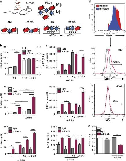 Apoptotic CD8 T-lymphocytes disable macrophage-mediated immunity to Trypanosoma cruzi infection