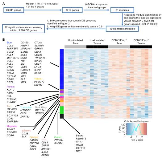 Dengue-specific CD8+ T cell subsets display specialized transcriptomic and TCR profiles