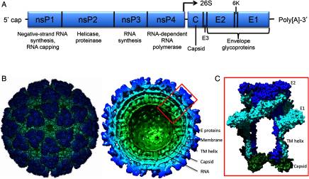 Development of Vaccines for Chikungunya Fever