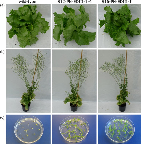 Production of tetravalent dengue virus envelope protein domain III based antigens in lettuce chloroplasts and immunologic analysis for future oral vaccine development