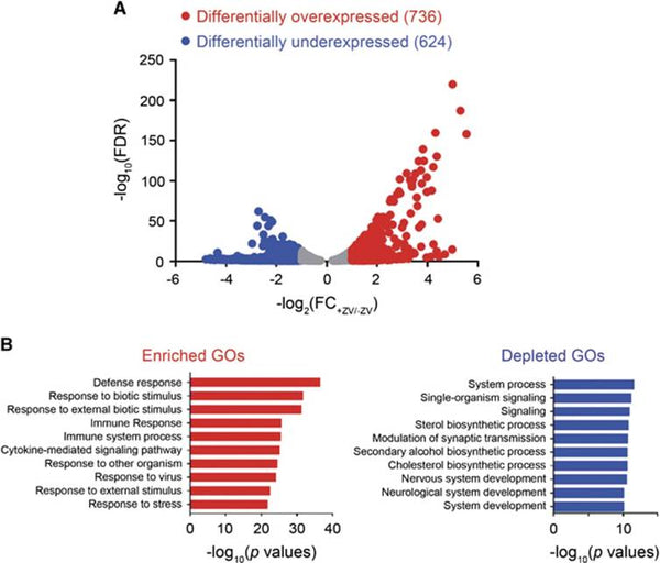 Zika virus infects renal proximal tubular epithelial cells with prolonged persistency and cytopathic effects