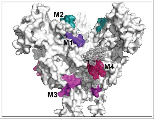 Epitope mapping of Ebola virus dominant and subdominant glycoprotein epitopes facilitates construction of an epitope-based DNA vaccine able to focus the antibody response in mice