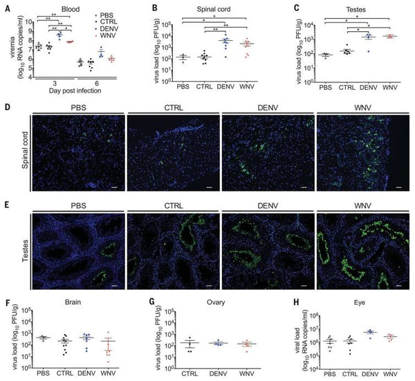 Enhancement of Zika virus pathogenesis by preexisting antiflavivirus immunity