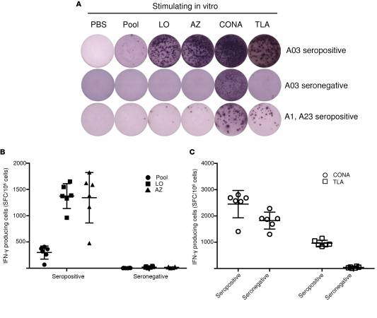 Adjuvanted multi-epitope vaccines protect HLA-A*11:01 transgenic mice against Toxoplasma gondii