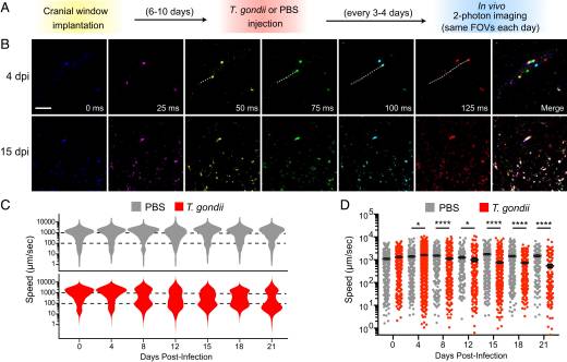 Imaging the dynamic recruitment of monocytes to the blood–brain barrier and specific brain regions during Toxoplasma gondii infection