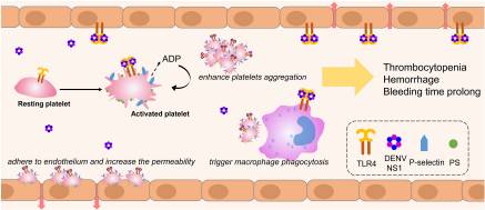 Dengue virus nonstructural protein 1 activates platelets via Toll-like receptor 4, leading to thrombocytopenia and hemorrhage