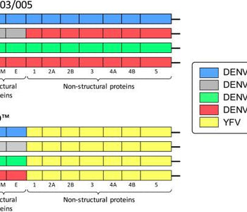 Development of TV003/TV005, a single dose, highly immunogenic live attenuated dengue vaccine; what makes this vaccine different from the Sanofi-Pasteur CYD™ vaccine?