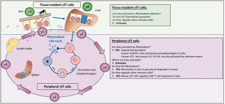 Gamma/Delta T Cells and Their Role in Protection Against Malaria