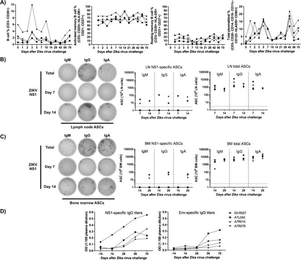 Immune cell dynamics in rhesus macaques infected with a Brazilian strain of Zika virus