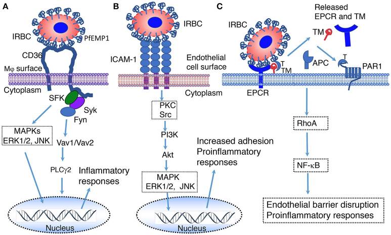 Parasite Recognition and Signaling Mechanisms in Innate Immune Responses to Malaria