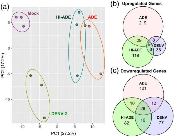 Antibody-Dependent Dengue Virus Entry Modulates Cell Intrinsic Responses for Enhanced Infection