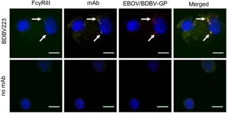 ANTIBODY-DEPENDENT ENHANCEMENT OF EBOLA VIRUS INFECTION BY HUMAN ANTIBODIES ISOLATED FROM SURVIVORS