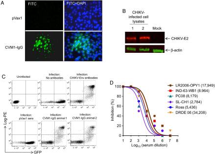Rapid and Long-Term Immunity Elicited by DNA-Encoded Antibody Prophylaxis and DNA Vaccination Against Chikungunya Virus