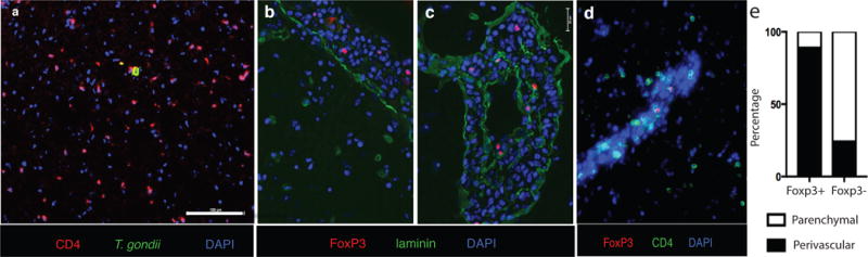 CD11c-expressing cells affect Treg behavior in the meninges during CNS infection1