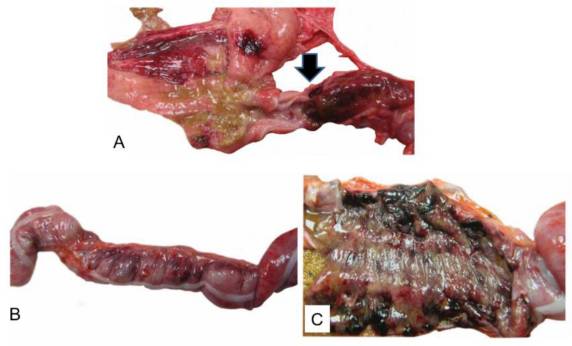 Ebola Virus Causes Intestinal Tract Architectural Disruption and Bacterial Invasion in Non-Human Primates