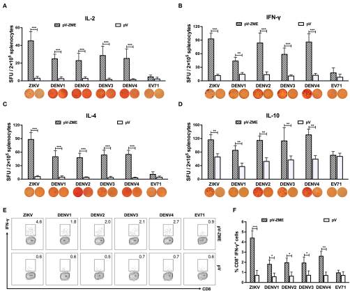 Cross-Protection Against Four Serotypes of Dengue Virus in Mice Conferred by a Zika DNA Vaccine