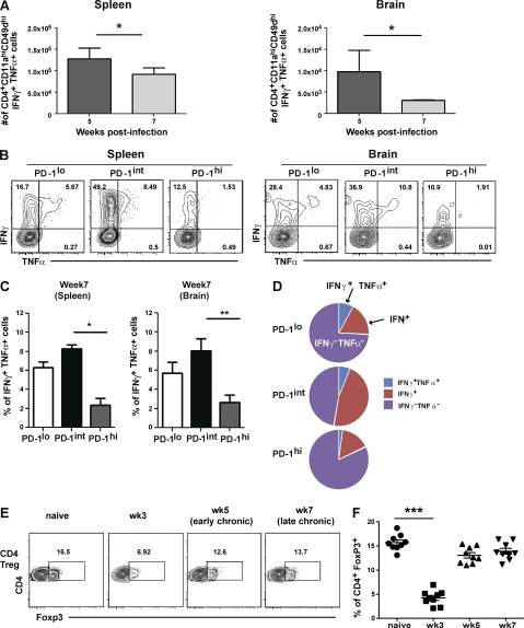 Blimp-1–mediated CD4 T cell exhaustion causes CD8 T cell dysfunction during chronic toxoplasmosis