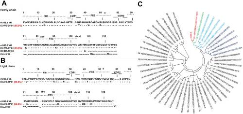 A broadly neutralizing germline-like human monoclonal antibody against dengue virus envelope domain III