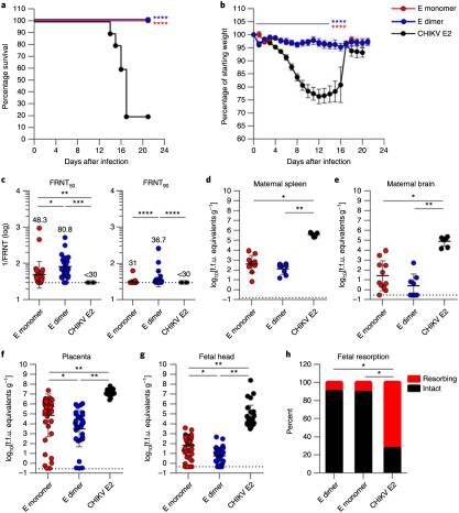 A protective Zika virus E-dimer-based subunit vaccine engineered to abrogate antibody-dependent enhancement of dengue infection