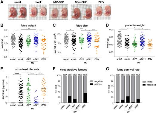 A Measles Virus-Based Vaccine Candidate Mediates Protection against Zika Virus in an Allogeneic Mouse Pregnancy Model