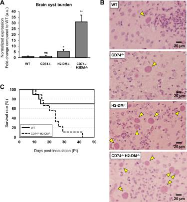 Parasite Manipulation of the Invariant Chain and the Peptide Editor H2-DM Affects Major Histocompatibility Complex Class II Antigen Presentation during Toxoplasma gondii Infection