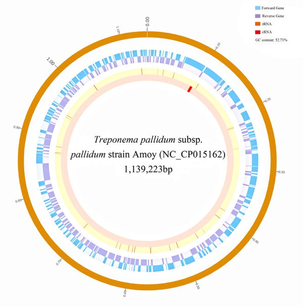 Whole genome sequence of the Treponema pallidum subsp. pallidum strain Amoy: An Asian isolate highly similar to SS14