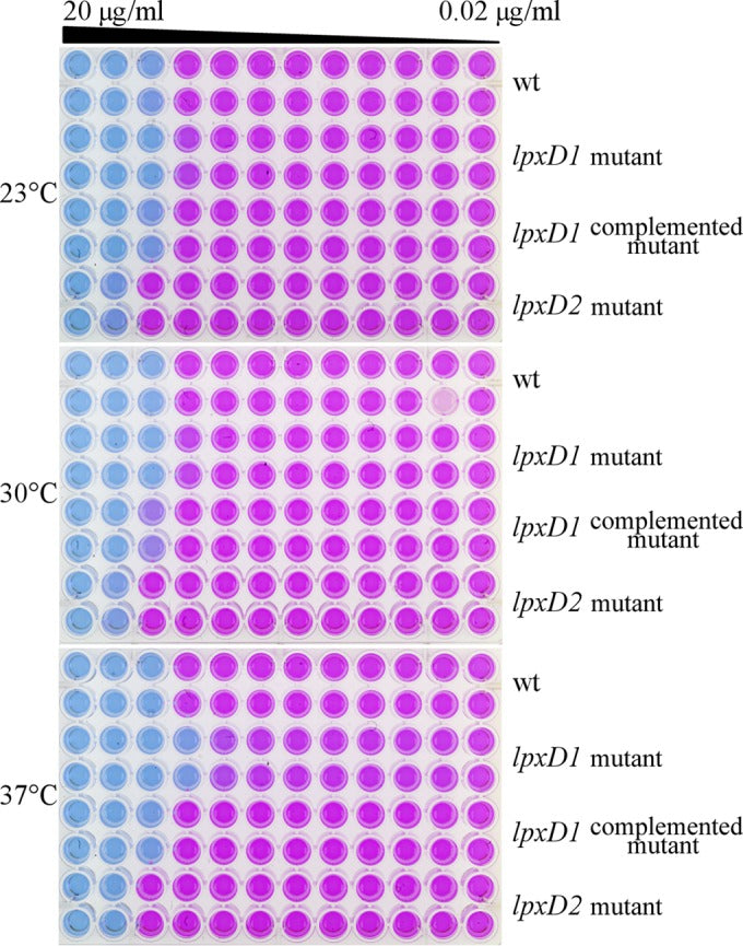 Leptospira interrogans lpxD Homologue Is Required for Thermal Acclimatization and Virulence