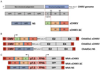 Assessment of Immunogenicity and Neutralisation Efficacy of Viral-Vectored Vaccines Against Chikungunya Virus