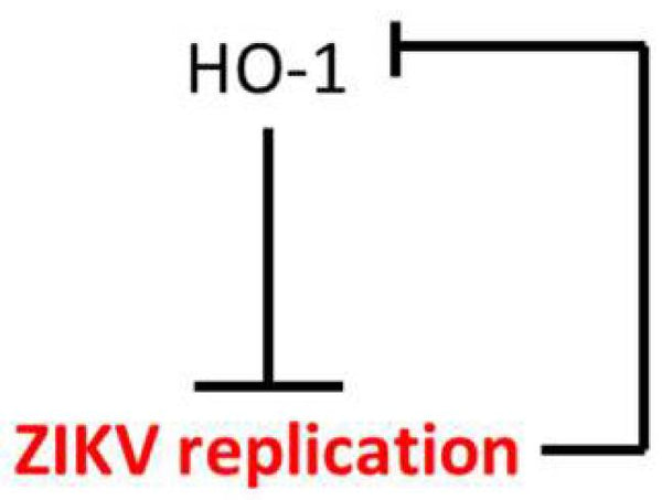 Subversion of the Heme Oxygenase-1 Antiviral Activity by Zika Virus