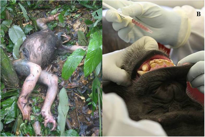 The Final (Oral Ebola) Vaccine Trial on Captive Chimpanzees?