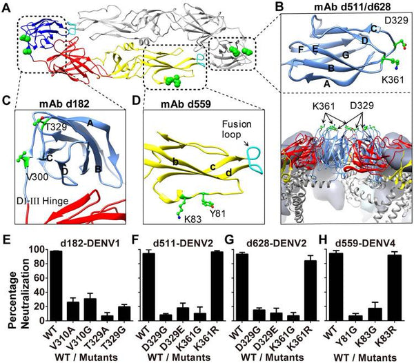 Potent neutralizing antibodies elicited by dengue vaccine in rhesus macaque target diverse epitopes