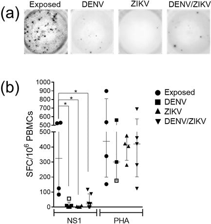 Human T cell responses to Dengue and Zika virus infection compared to Dengue/Zika coinfection