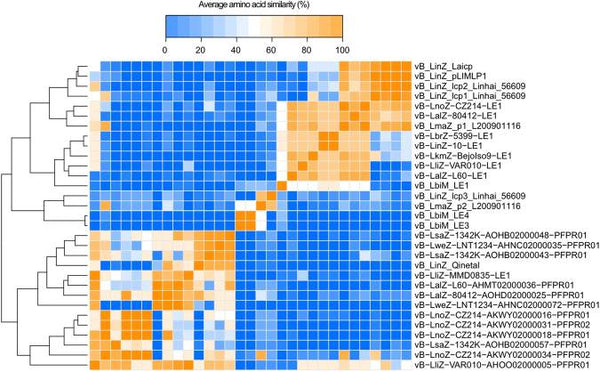 Characterization of LE3 and LE4, the only lytic phages known to infect the spirochete Leptospira