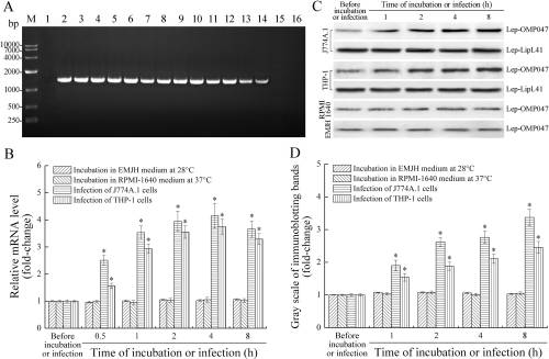 A novel Fas-binding outer membrane protein and lipopolysaccharide of Leptospira interrogans induce macrophage apoptosis through the Fas/FasL-caspase-8/-3 pathway