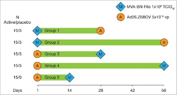 A two-dose heterologous prime-boost vaccine regimen eliciting sustained immune responses to Ebola Zaire could support a preventive strategy for future outbreaks