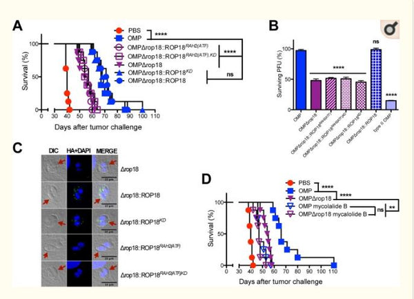 Secretion of Rhoptry and Dense Granule Effector Proteins by Nonreplicating Toxoplasma gondii Uracil Auxotrophs Controls the Development of Antitumor Immunity