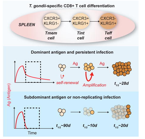 Continuous effector T cell production in a controlled persistent infection is sustained by a proliferative subset of memory-effector hybrid phenotype