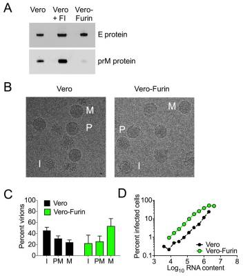 Enhancing dengue virus maturation using a stable furin over-expressing cell line