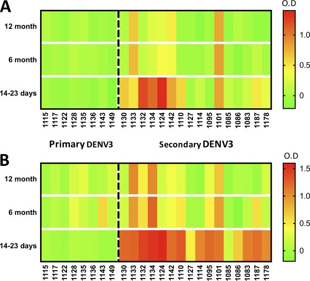 Development of Envelope Protein Antigens To Serologically Differentiate Zika Virus Infection from Dengue Virus Infection