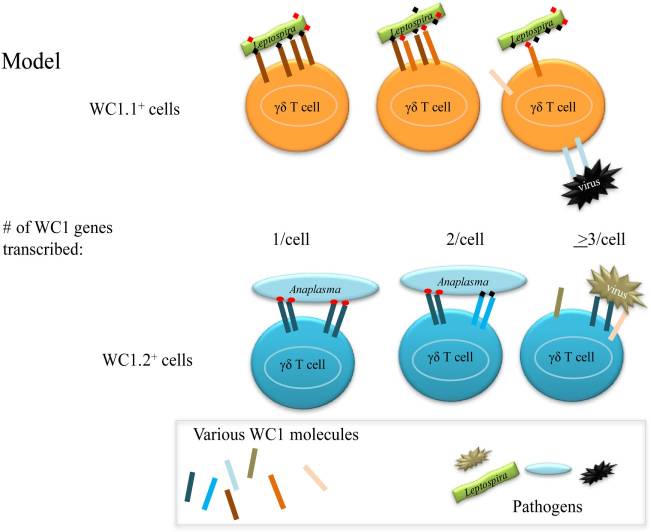 Variegated Transcription of the WC1 Hybrid PRR/Co-Receptor Genes by Individual γδ T Cells and Correlation With Pathogen Responsiveness