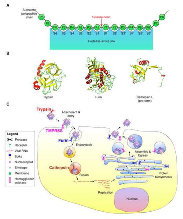 Host cell proteases: Critical determinants of coronavirus tropism and pathogenesis.