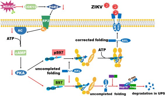 Nonsteroidal Anti-inflammatory Drugs Potently Inhibit the Replication of Zika Viruses by Inducing the Degradation of AXL